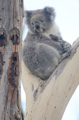 Koala - Foto, Druck, Poster, Leinwand