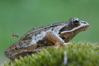 Moorfrosch - Foto, Druck, Poster, Leinwand