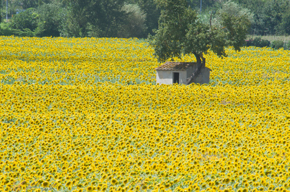 Sonnenblumenfeld - Foto, Druck, Poster, Leinwand