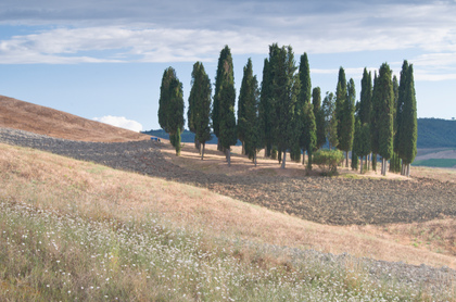 Zypressen in der Toscana - Foto, Druck, Poster, Leinwand