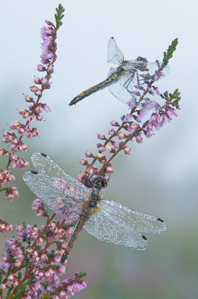 Vierflecklibelle - Foto, Druck, Poster, Leinwand