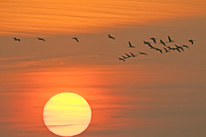 Kraniche bei Sonnenaufgang - Foto, Druck, Poster, Leinwand