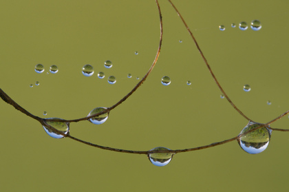 Tautropfen an Pferdehaaren - Foto, Druck, Poster, Leinwand