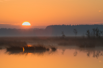 Sonnenaufgang im Moor - Foto, Druck, Poster, Leinwand