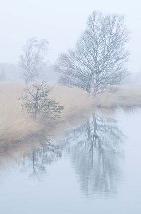 Moor im Herbst - Foto, Druck, Poster, Leinwand