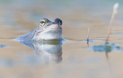 Moorfrosch - Foto, Druck, Poster, Leinwand