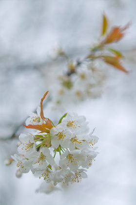 Kirschblüten - Foto, Druck, Poster, Leinwand