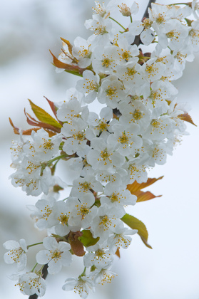 Kirschblüten - Foto, Druck, Poster, Leinwand