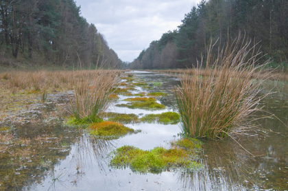 Moos im Waldsee - Foto, Druck, Poster, Leinwand