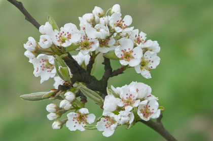 Apfelblüten - Foto, Druck, Poster, Leinwand