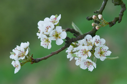 Apfelblüte - Foto, Druck, Poster, Leinwand