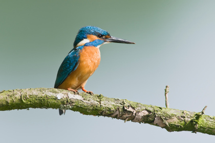 Eisvogel - Foto, Druck, Poster, Leinwand