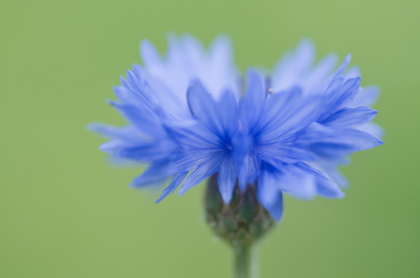 Kornblume - Foto, Druck, Poster, Leinwand