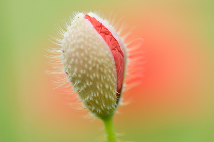 Klatschmohn - Foto, Druck, Poster, Leinwand