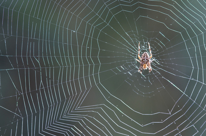 Kreuzspinne im Netz - Foto, Druck, Poster, Leinwand