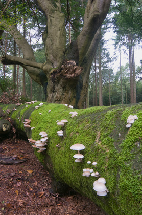 Buchenschleimrüblinge an einer Buche - Foto, Druck, Poster, Leinwand