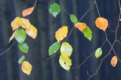 Buchenlaub im Herbst - Foto, Druck, Poster, Leinwand