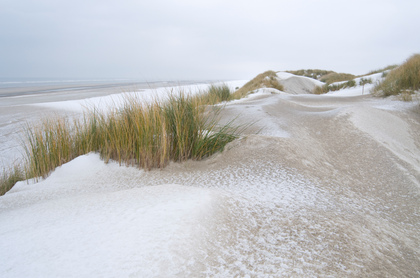 Dünen auf Langeoog - Foto, Druck, Poster, Leinwand