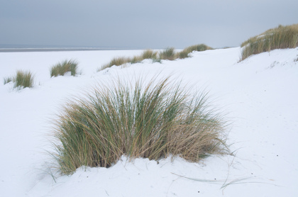 Strandhafer und Dünen - Foto, Druck, Poster, Leinwand