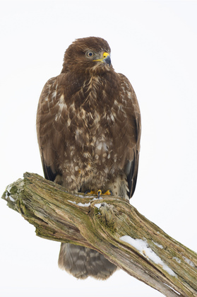 Mäusebussard - Foto, Druck, Poster, Leinwand