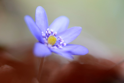 Leberblümchen - Foto, Druck, Poster, Leinwand