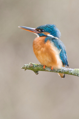 Eisvogel - Foto, Druck, Poster, Leinwand