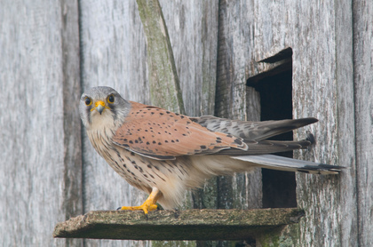 Turmfalke - Foto, Druck, Poster, Leinwand