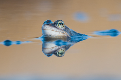 Moorfrosch - Foto, Druck, Poster, Leinwand