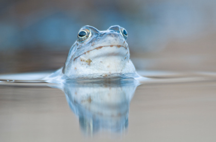 Moorfrosch - Foto, Druck, Poster, Leinwand