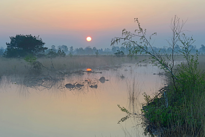 Sonnenaufgang im Moor - Foto, Druck, Poster, Leinwand