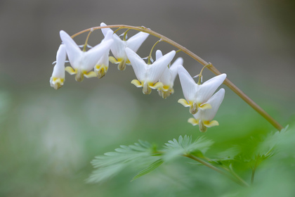 Tränendes Herz,Dicentra cucullaria - Foto, Druck, Poster, Leinwand