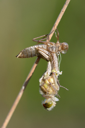 Schlupf einer Libelle - Foto, Druck, Poster, Leinwand