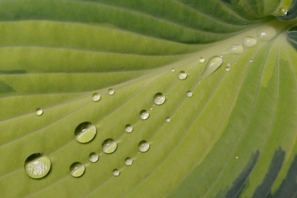 Hosta-Blatt - Foto, Druck, Poster, Leinwand