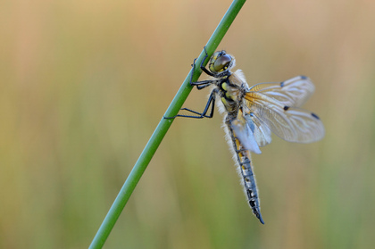 Vierflecklibelle - Foto, Druck, Poster, Leinwand