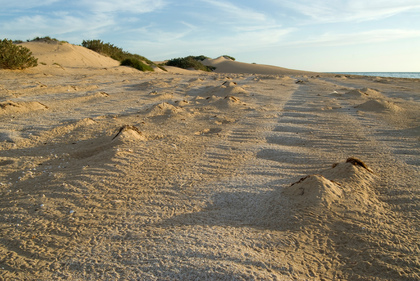 Strand und Dünen - Foto, Druck, Poster, Leinwand