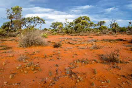 Outback - Foto, Druck, Poster, Leinwand