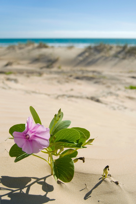 Strandblume - Foto, Druck, Poster, Leinwand