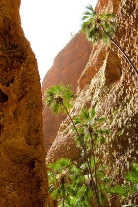 Palmen und Felswand - Foto, Druck, Poster, Leinwand