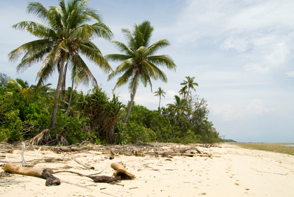 Palmenstrand - Foto, Druck, Poster, Leinwand