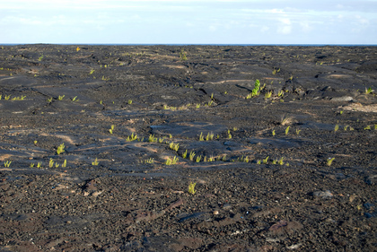 Lavafeld - Foto, Druck, Poster, Leinwand