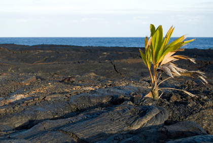 Jungpalme im Lavafeld - Foto, Druck, Poster, Leinwand