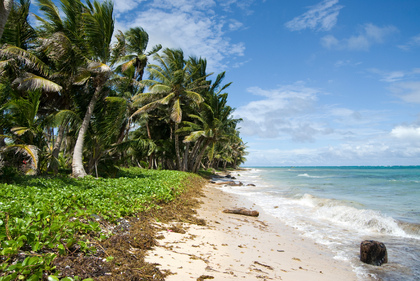 Palmenstrand - Foto, Druck, Poster, Leinwand