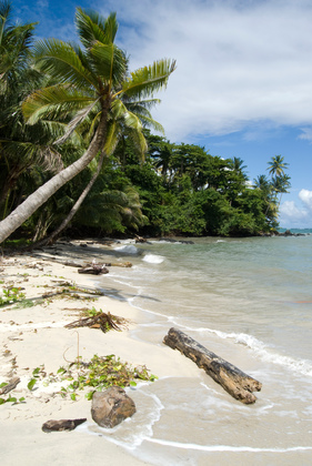 Tropischer Strand - Foto, Druck, Poster, Leinwand