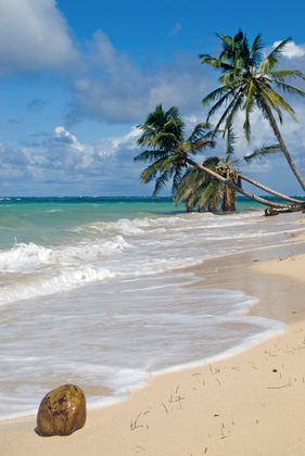 Kokosnuss am Strand - Foto, Druck, Poster, Leinwand