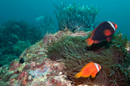 Anemonenfische - Foto, Druck, Poster, Leinwand