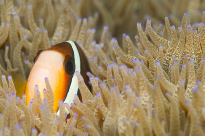 Anemonenfisch - Foto, Druck, Poster, Leinwand