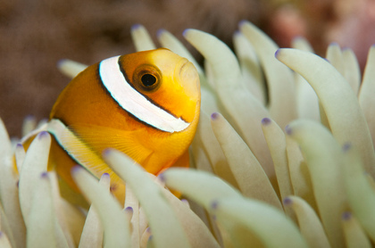 Anemonenfisch - Foto, Druck, Poster, Leinwand