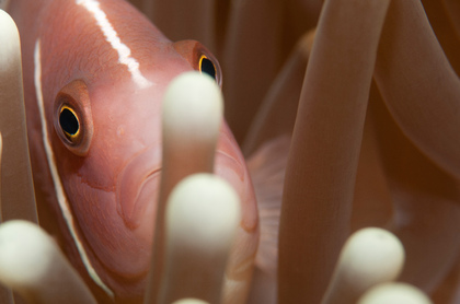 Halsband-Anemonenfisch - Foto, Druck, Poster, Leinwand