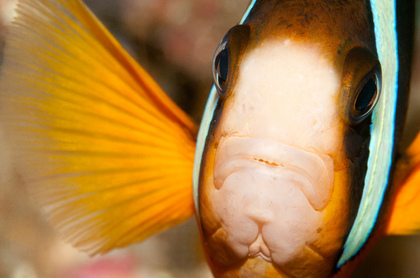 Anemonenfisch - Foto, Druck, Poster, Leinwand