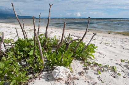 Korallenstrand - Foto, Druck, Poster, Leinwand